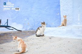 Street Photography, Photo of the Day, Photography Awards, Art Photography, Photojournalism – The Show is On, by Faisal Khan The Show is On, by Faisal Khan - Street Photography, Photo of the Day, Photography Awards, Art Photography, Photojournalism