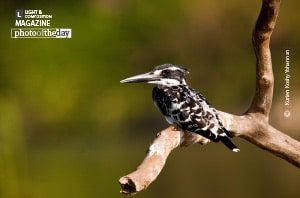 Wildlife Photography, Nature Photography, Photo of the Day, Kingfisher Photography, Bird Photography – Pied Kingfisher by Kurien Koshy Yohannan Pied Kingfisher by Kurien Koshy Yohannan - Wildlife Photography, Nature Photography, Photo of the Day, Kingfisher Photography, Bird Photography
