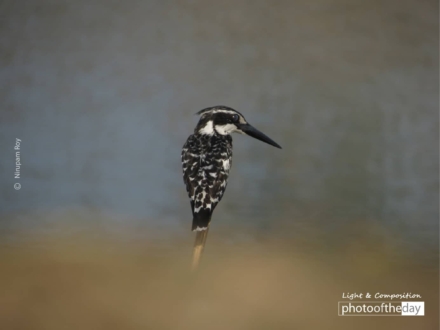 Pied King - in the Hunt, by Nirupam Roy - Wildlife Photography, Photo of the Day, Bird Photography, Nature Photography, Photography Awards