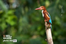 Gorgeous Parch, by Nirupam Roy - Wildlife Photography, Nature Photography, Photography Awards, Photo of the Day, Light & Composition