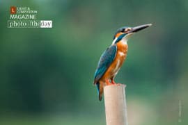 The Mystic Look, by Nirupam Roy - Wildlife Photography, Photography Awards, Photo of the Day, Nature Photography, Art Photography
