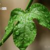 Nature Photography, Photo of the Day, Photography Awards, Art Photography, Photojournalism – After the Rain, by Saniar Rahman Rahul After the Rain, by Saniar Rahman Rahul - Nature Photography, Photo of the Day, Photography Awards, Art Photography, Photojournalism