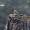 Olive-backed Pipit, by Saniar Rahman Rahul - Wildlife Photography, Olive-backed Pipit, Photo of the Day, Bird Photography, Nature Photography