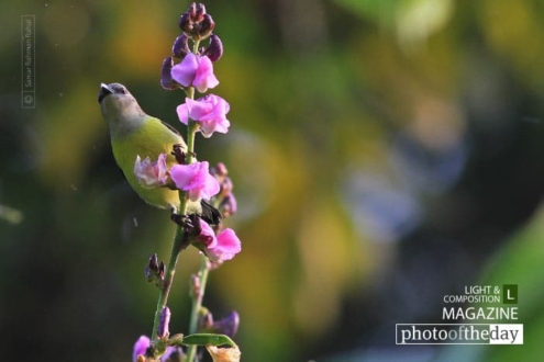 Purple Rumped Sunbird, by Saniar Rahman Rahul - Wildlife Photography, Purple Rumped Sunbird, Nature Photography, Photo of the Day, Photography Awards
