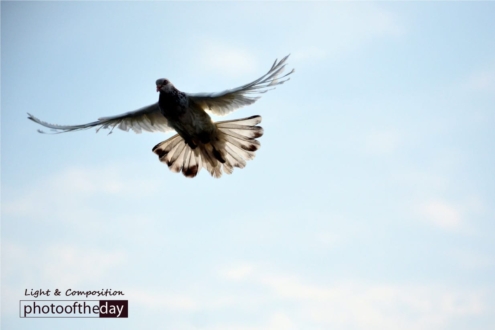 Reach for the Sky, by Yasef Imroze - Conceptual Photography, Photo of the Day, Photography Awards, Art Photography, Photojournalism