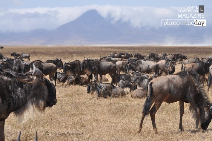Before Migration, by Ryszard Wierzbicki - Wildlife Photography, Photojournalism, Photography Awards, Photo of the Day, Award-Winning Photography