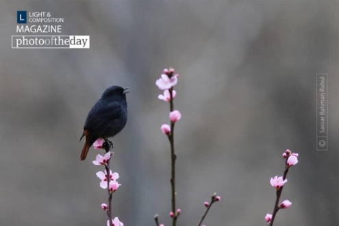 Plumbeous Water Redstart, by Saniar Rahman Rahul - Wildlife Photography, Nature Photography, Photo of the Day, Bird Photography, Photography Awards