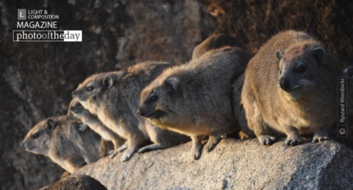 Constant Sitters by Ryszard Wierzbicki - Wildlife Photography, Photo of the Day, Award Winning Photography, Nature Photography,  Ryszard Wierzbicki