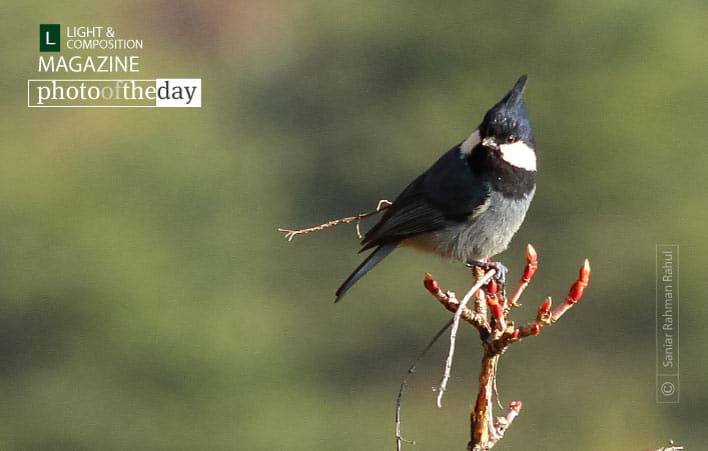 Coal Tit by Saniar Rahman Rahul - Coal Tit, Wildlife Photography, Nature Photography, Photo of the Day, Photography Awards