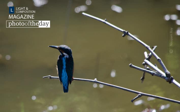 Amid the Lights by Nirupam Roy - Wildlife Photography, Art Photography, Photojournalism, Photography Awards, Online Photography Courses