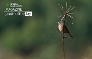 Enjoy the Light, by Rob van der Waal - Photo of the Day, Wildlife Photography, Photography Awards, Art Photography, Online Photography Courses