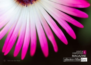 IJsbloem, by Rob van der Waal