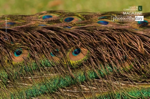Bed of Beauty, by Laria Saunders - Photography Awards, Color Photography, Photo of the Day, Art Photography, Photography Education