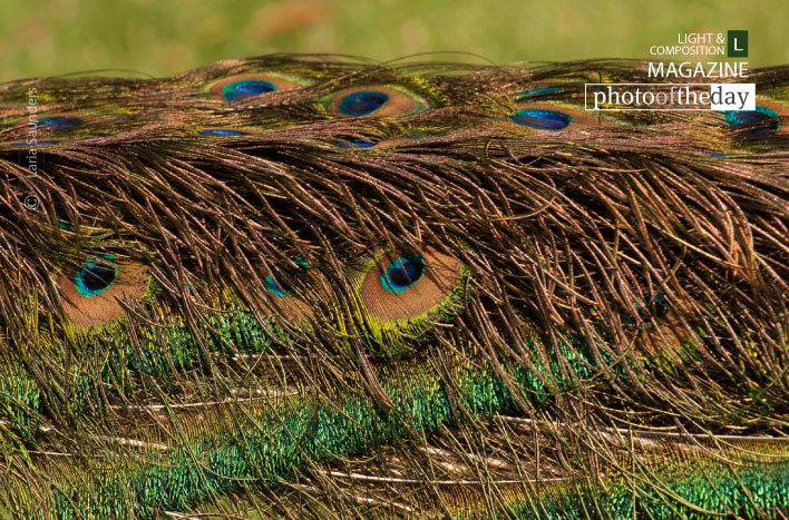 Bed of Beauty, by Laria Saunders - Photography Awards, Color Photography, Photo of the Day, Art Photography,  Photography Education