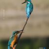 Fishing in Pair by Nirupam Roy - Wildlife Photography, Bird Photography, Photo of the Day, Nature Photography, Photography Awards
