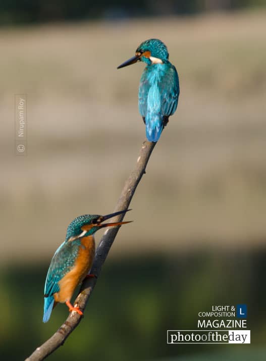 Fishing in Pair by Nirupam Roy - Wildlife Photography, Bird Photography, Photo of the Day, Nature Photography, Photography Awards