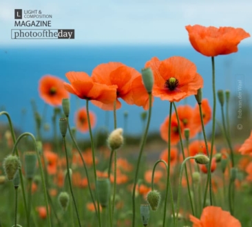 Poppy by Rob van der Waal - Color Photography, Award Winning Photography, Photo of the Day, Photography, Rob van der Waal