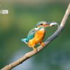 Wildlife Photography, Photography Awards, Photo of the Day, Nature Photography, Art Photography – Priceless Catch by Nirupam Roy Priceless Catch by Nirupam Roy - Wildlife Photography, Photography Awards, Photo of the Day, Nature Photography, Art Photography