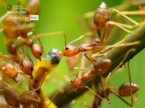 Red Feast, by Ahmad Jaa