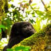 Last of the Mountain Gorillas, by Dimitrios Zavos - Mountain Gorillas, Wildlife Photography, Nature Photography, Photojournalism, Photography Awards