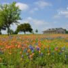 Nature Photography, Photography Awards, Photo of the Day, Art Photography, Texas Bluebonnets – Bluebonnets Texas, by Oscar Garcia Bluebonnets Texas, by Oscar Garcia - Nature Photography, Photography Awards, Photo of the Day, Art Photography, Texas Bluebonnets