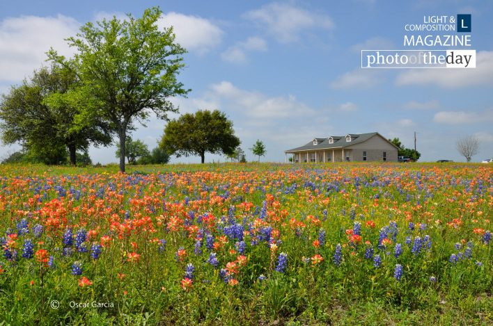 Bluebonnets Texas, by Oscar Garcia - Nature Photography, Photography Awards, Photo of the Day, Art Photography, Texas Bluebonnets