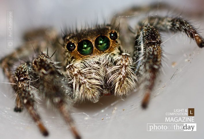 Jumping Spider, by Avi Chatterjee - Close-up Photography, Macro Photography, Nature Photography, Photo of the Day, Photography Awards