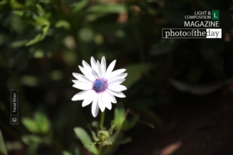 Rays of Hope, by Faisal Khan