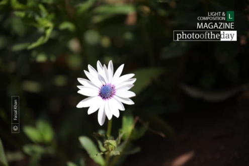 Rays of Hope, by Faisal Khan - Nature Photography, Photography Awards, Photo of the Day, Art Photography, Online Photography Courses