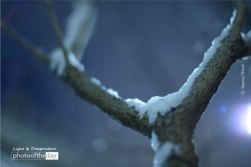 Midnight Snow, by Madoka Hori - Nature Photography, Photography Awards, Photo of the Day, Winter Photography, Night Photography