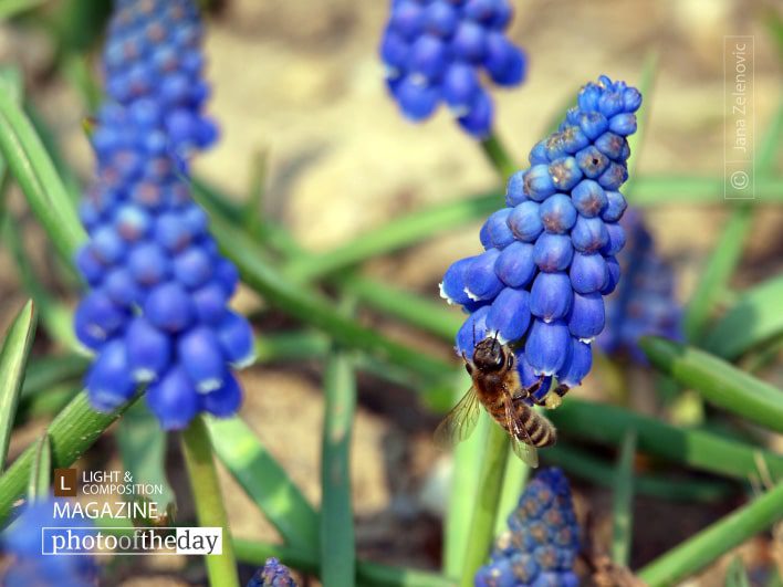 Yummy, by Jana Z - Close-up Photography, Photo of the Day, Photography Awards, Nature Photography, Macro Photography