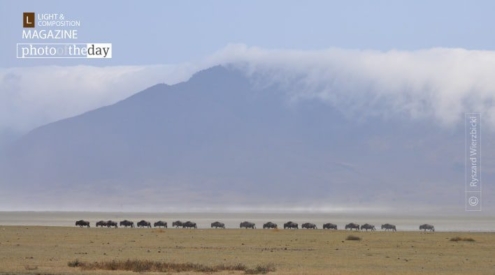Migration Caravan, by Ryszard Wierzbicki - Wildlife Photography, Photojournalism, Nature Photography, Award Winning Photography, Photography Awards