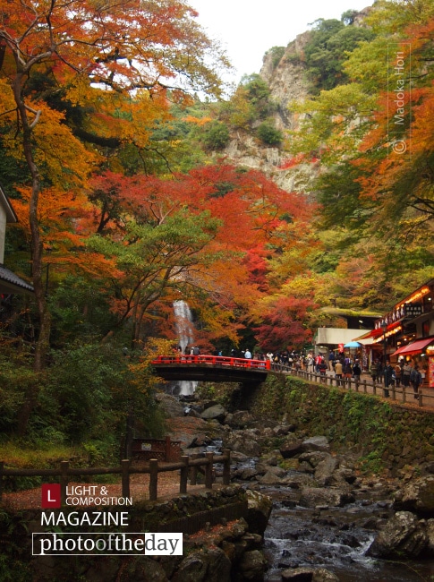 Color of Momiji, by Madoka Hori - Nature Photography, Momiji, Photography Awards, Photo of the Day,  Art Photography