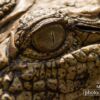 Crocodile's Eye, by Bashar Alaeddin - Close-up Photography, Wildlife Photography, Macro Photography, Photo of the Day, Photography Awards