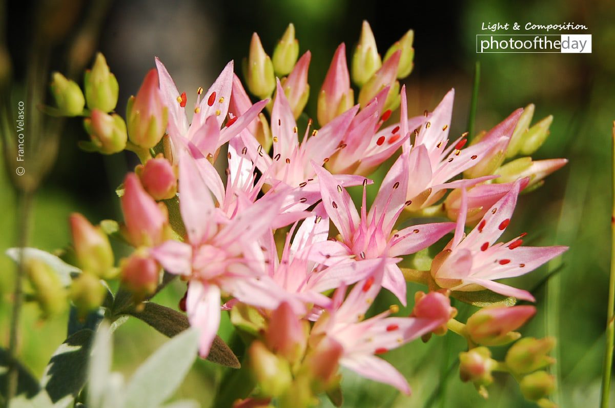 Pink Sisters, by Gino Franco Velasco - Photography Awards, Color Photography, Photo of the Day, Art Photography, Nature Photography