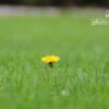 Photography, Color Photography, Nature Photography, Photo of the Day, Award-Winning Photography – A Lone Flower, by Gino Franco Velasco A Lone Flower, by Gino Franco Velasco - Photography, Color Photography, Nature Photography, Photo of the Day, Award-Winning Photography