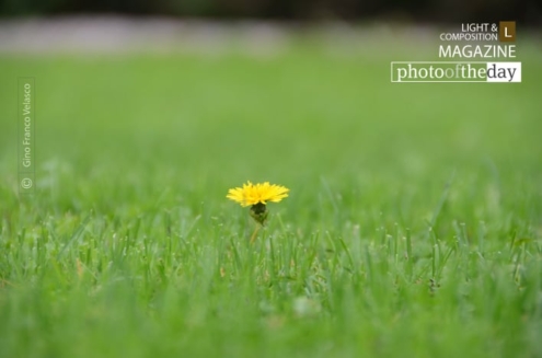 A Lone Flower, by Gino Franco Velasco - Photography, Color Photography, Nature Photography, Photo of the Day, Award-Winning Photography