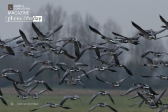 Panic! by Rob van der Waal