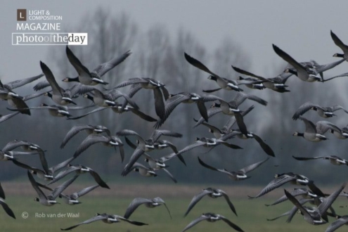 Panic! by Rob van der Waal - Wildlife Photography, Photojournalism, Nature Photography, Photography Awards, Art Photography