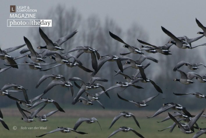 Panic! by Rob van der Waal - Wildlife Photography, Photojournalism, Nature Photography, Photography Awards, Art Photography