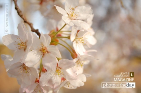 Transience of Life, by Gino Franco Velasco - Nature Photography, Photography Awards, Photo of the Day, Art Photography, Online Photography Courses
