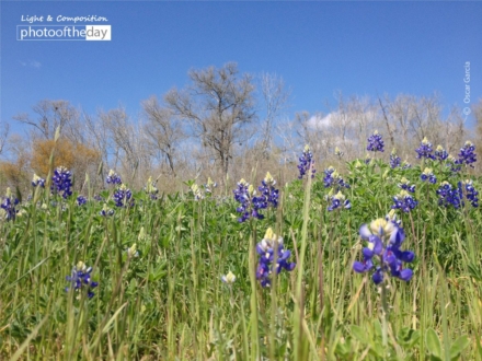 Spring has Sprung, by Oscar Garcia - Nature Photography, Photo of the Day, Photography Awards, Spring Photography, Art Photography