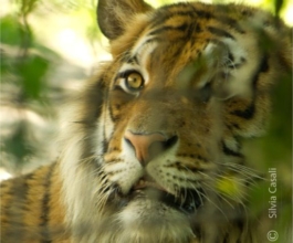 Romeo, by Silvia Casali