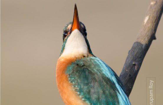 Sky Look, by Nirupam Roy - Wildlife Photography, Photo of the Day, Nature Photography, Photography Awards, Online Photography Courses