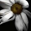 White Summer, by Stephanie Gillis - Photography Award, Close-up Photography, Art Photography, Photo of the Day, Online Photography Courses