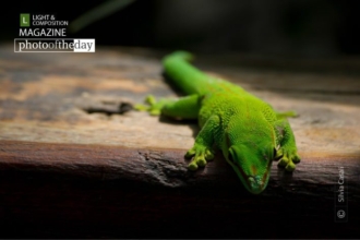 Green Touch, by Silvia Casali