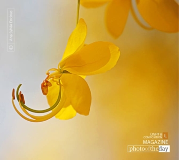 Golden Rain, by Ana Sylvia Encinas - Nature Photography, Color Photography, Photo of the Day, Photography Awards, Online Photography Courses