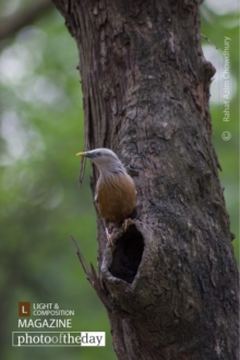 Starling's Nest, by Rahat Azim Chowdhury - Wildlife Photography, Starling, Bird Photography, Nature Photography, Photo of the Day