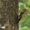 Black-Rumped Flameback, by Nazmul Shanji - Wildlife Photography, Photojournalism, Nature Photography, Photography Education, Black-Rumped Flameback