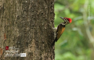 Black-Rumped Flameback, by Nazmul Shanji